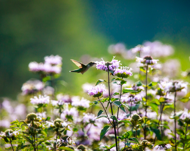 hummingbird flying around purple wild flowers