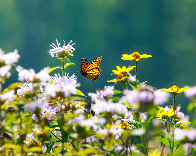 monarch butterfly flying in between wild flowers