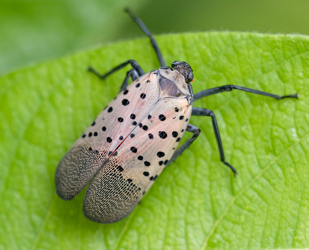 https://www.nationalfuel.com/wp-content/uploads/2023/09/Spotted_lanternfly_in_BBG_42972.jpg